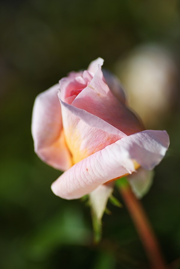 Rose Bud Of Pink by Joy Watson